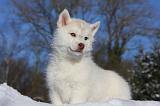 SIBERIAN HUSKY 730